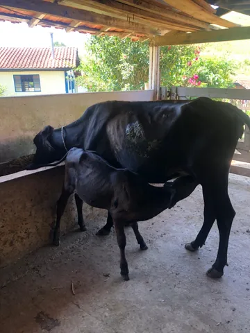 Novilha primeira cria