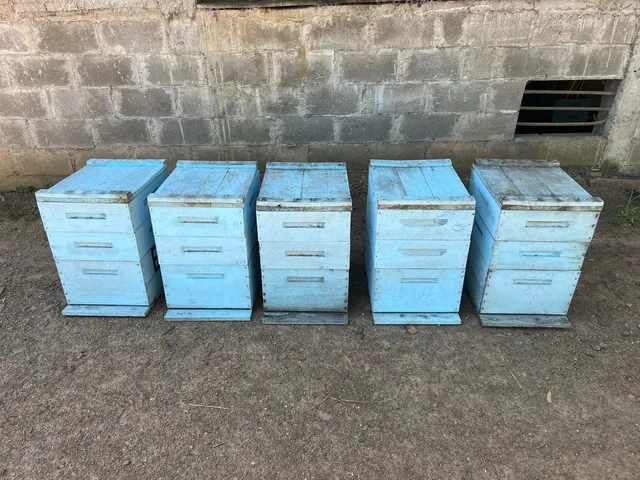 Caixas de abelhas 