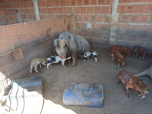 Leitão duroc × pietrain 