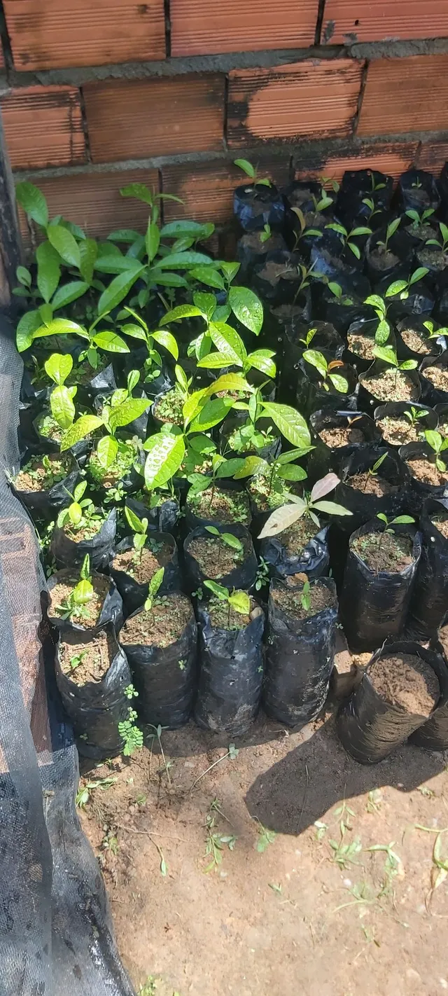 Mudas de castanha do Brasil 