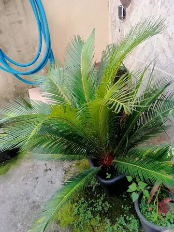  Ciça sagu