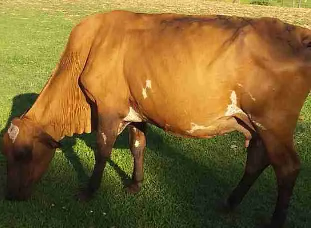 Vacas paridas pra recria leia o anúncio 