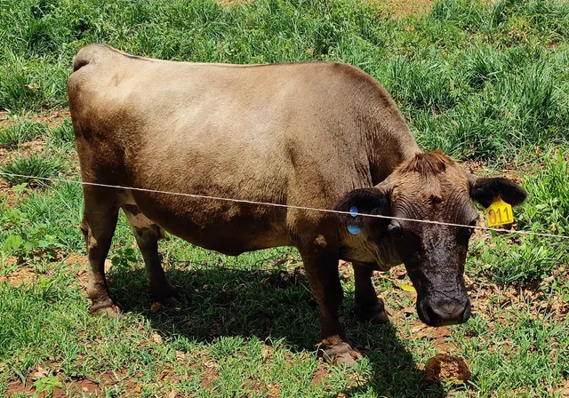 Mini vaca ?