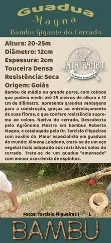 Mudas de bambu nativo