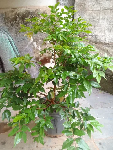 Mudas jabuticaba híbrida 