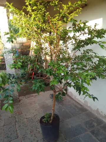 Jabuticaba hibrida 