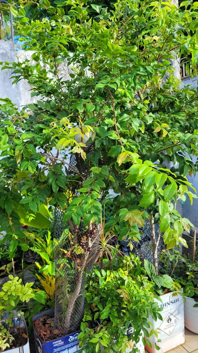 Pe de Jabuticaba Maravilhoso já com as frutas 