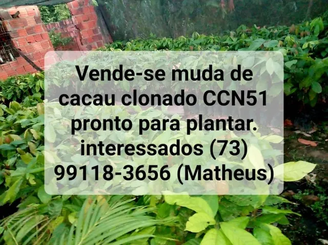 Muda de cacau clonado CCN51