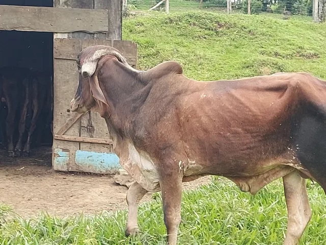 TOURINHO GIR REGISTRADO