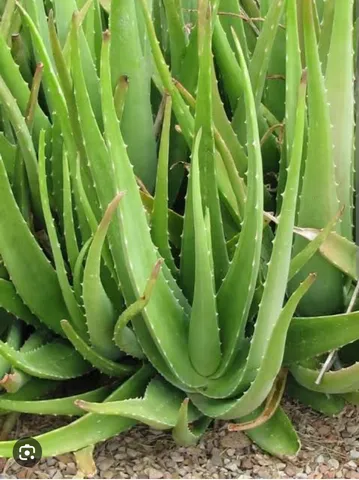 Babosa aloe e vera 