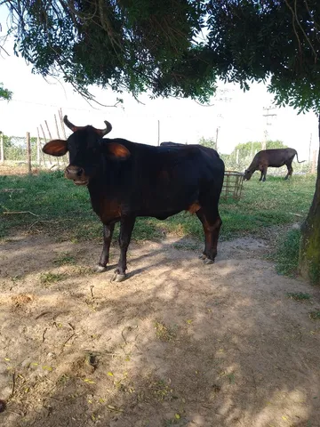 Vaca leiteira 12 litros ou mais 