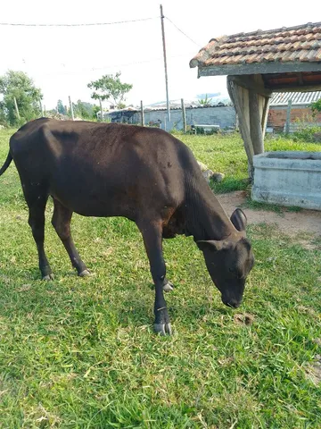 Novilha leiteira 2 anos 