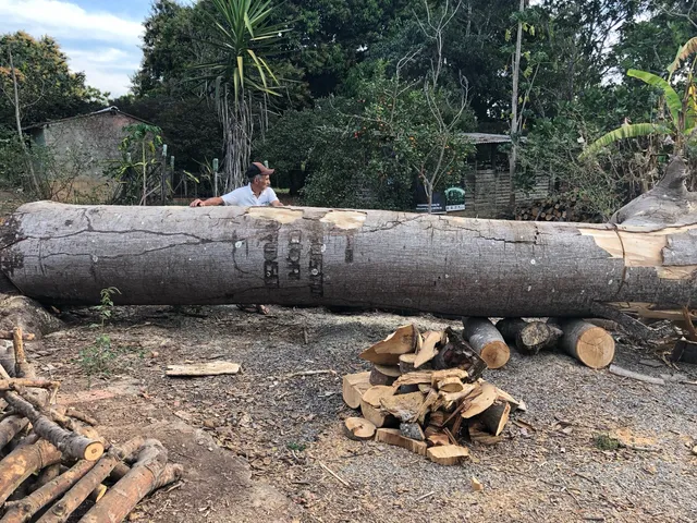 Tronco de Guapuruvú para móveis rústicos e canoa