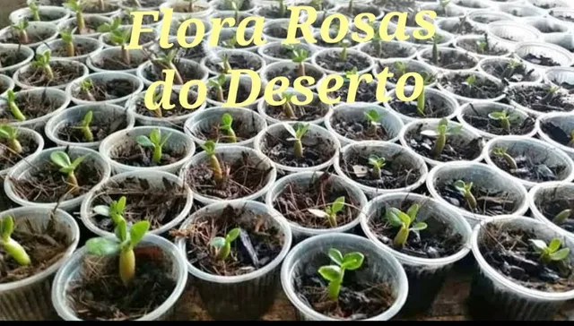 Mudinhas Flor Deserto