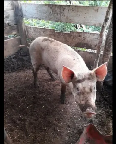Porcos caipira 