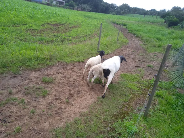 Ovelhas 