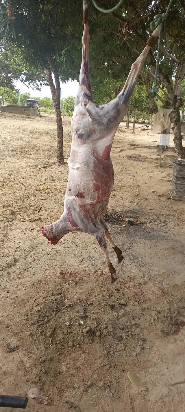 VENDO CARNEIRO ABATIDO 