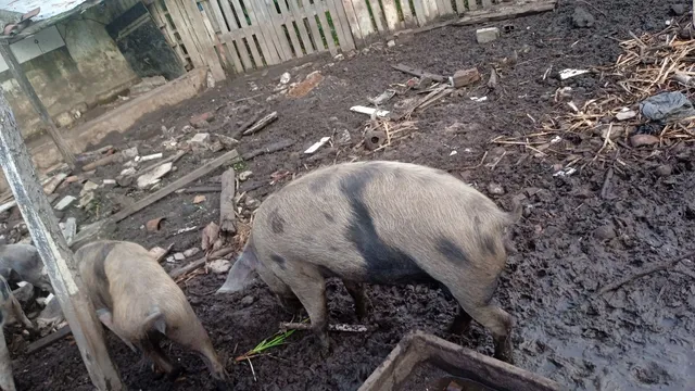 porca de boa genetica