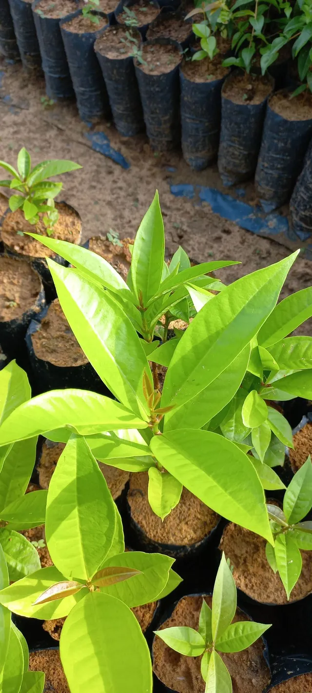 Mudas frutíferas 