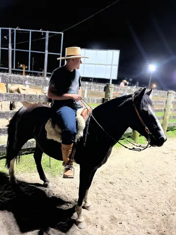 Cavalo crioulo 