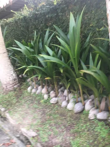 Muda de coco . 4 reais 
