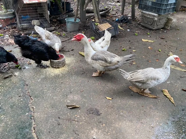 Patos raça gigante alemão 