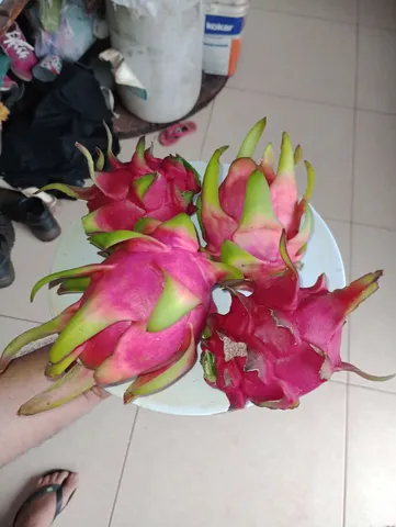 Mudas de pitayas 