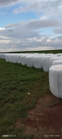 Vendo bolas de feno pré-secado