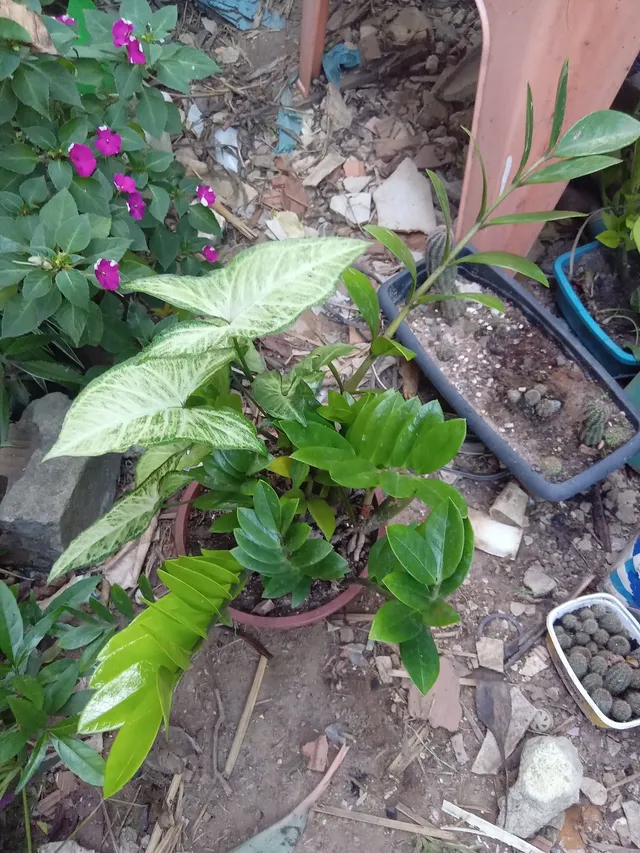 planta Zamioculca