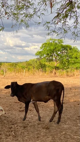 Novilha de raça boa