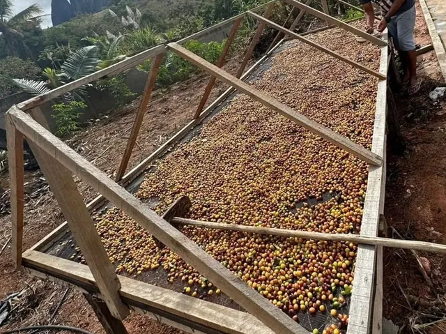 Café Arábica 