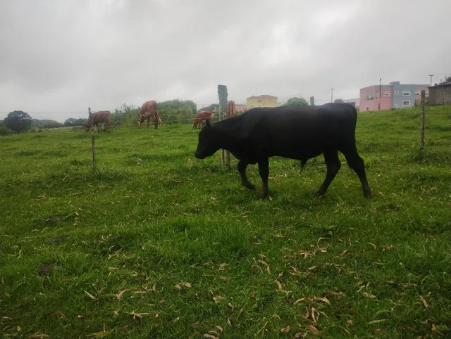 Terneiro Angus