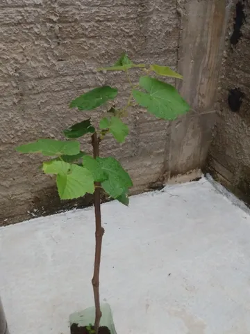 Mudas de uvas já produzindo 