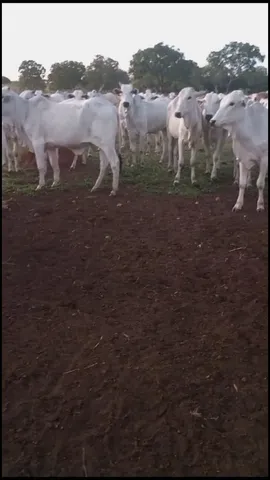 Novilhas Nelore Extra