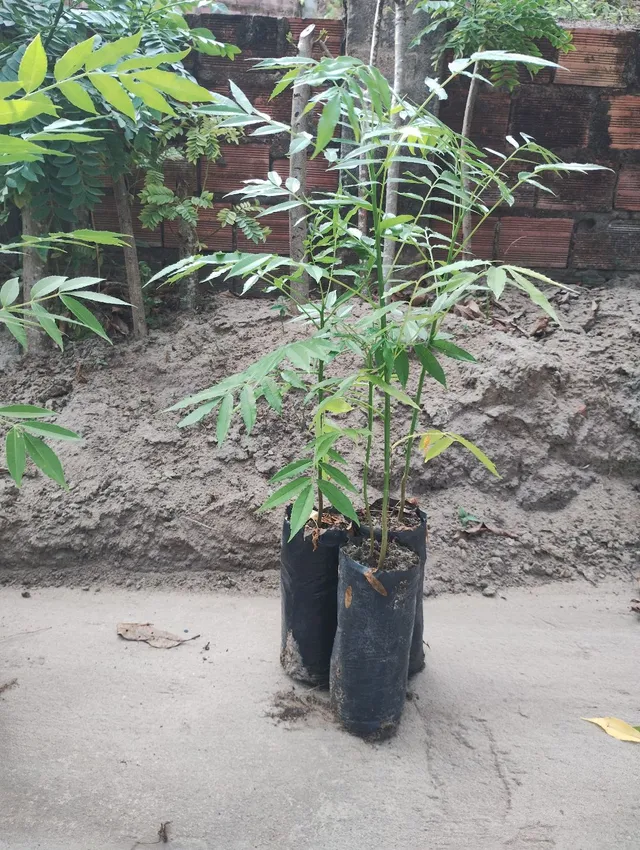 Mudas de Cajarana