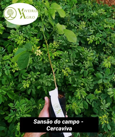MUDAS FRUTIFERAS * Contato através do whatsapp.