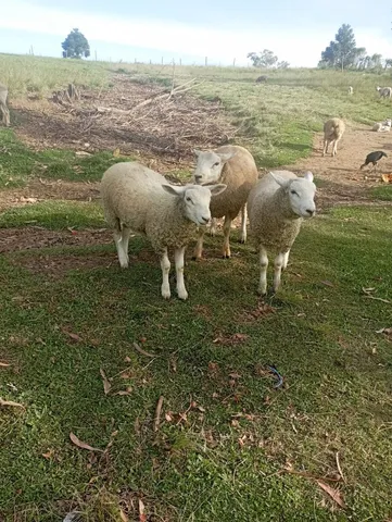 Vende-se carneiro e porcos.