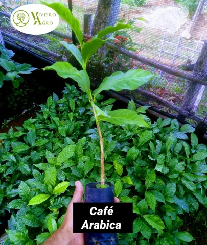 Plantas em geral - Contato atraves do whatsapp .