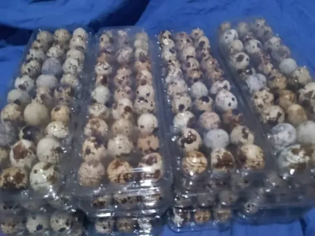  ovos de codornas galados