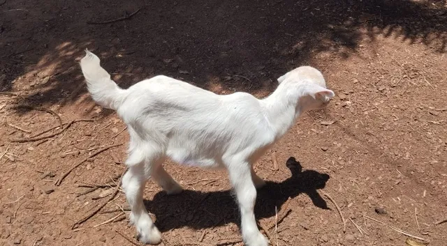filhote de cabritinho guachinho