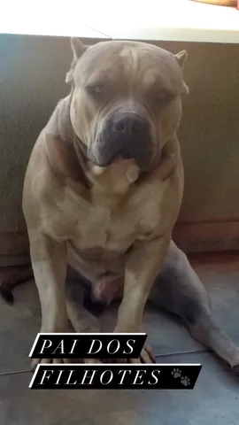 Vendo filhotes de América bully 