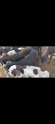 Vendo cordeiro gordo