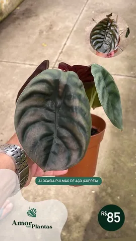 Plantas ornamentais 