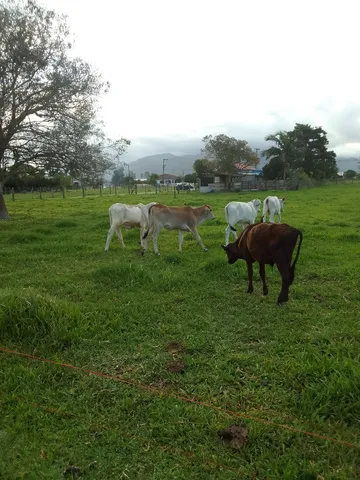 5 animais