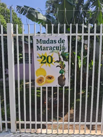 Mudas de Maracujá Azedo 