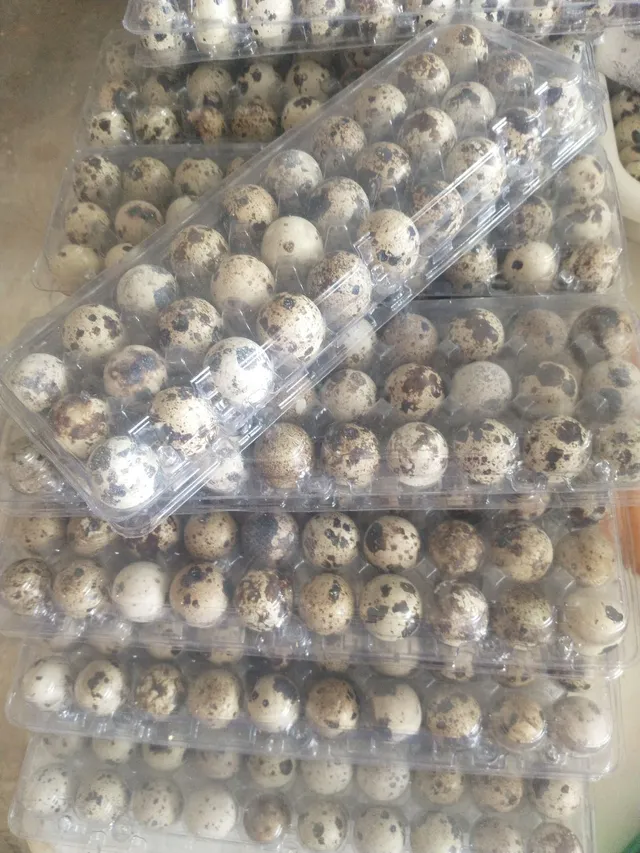 Ovos de Codorna 