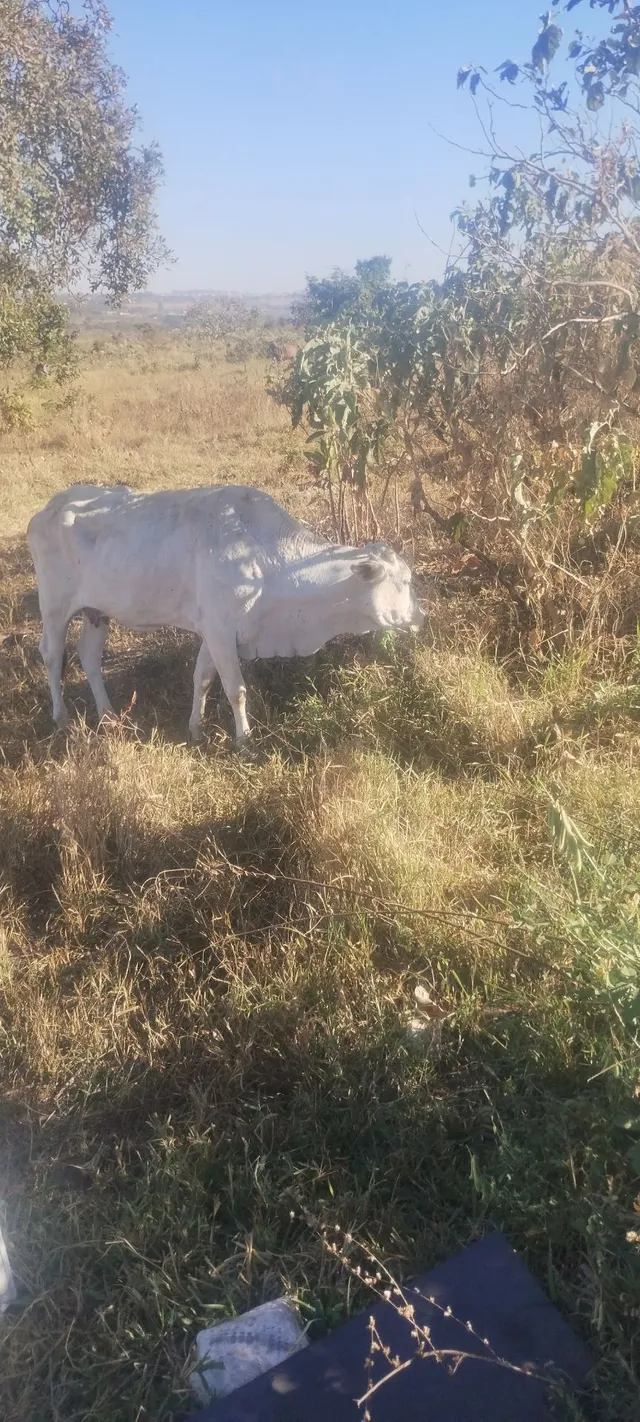 Vaca pra ontem 