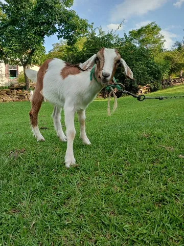 Cabra, cabrita linda