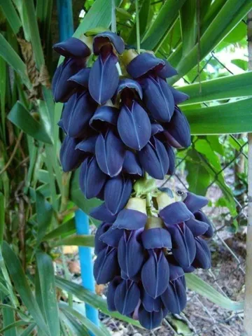 Trepadeira jade negra ou branca mucuna