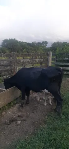 Vaca de leite